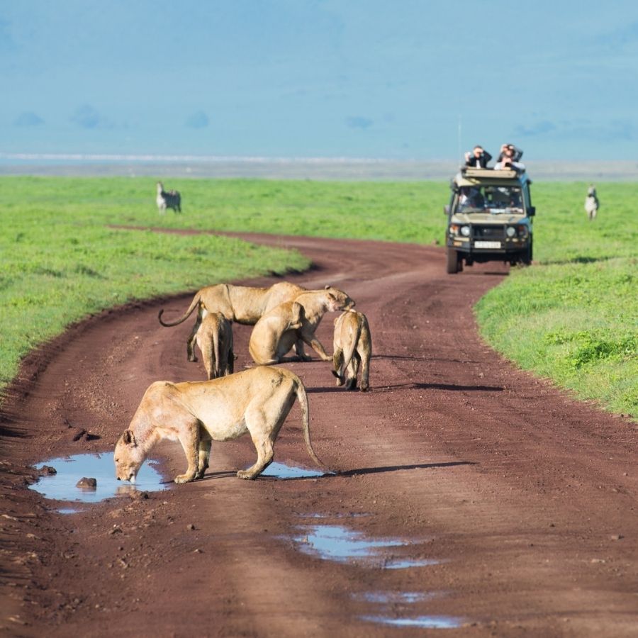 wildloversafaris(35)