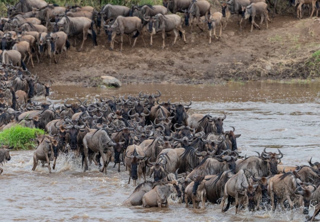 wildloversafaris