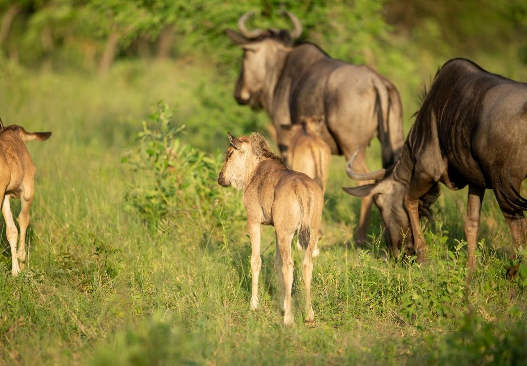 wildloversafaris(5)